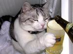 Poes met bier